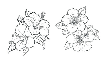 Hibiscus flower arrangements are isolated on white background, showcasing their intricate line art and tropical elegance