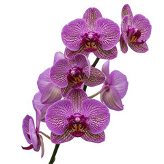 A delicate branch of vibrant purple phalaenopsis orchids with intricate patterns isolated on transparent background