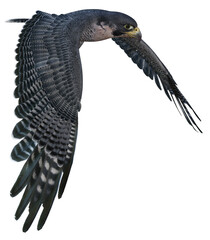 3D rendered flying falcon - 3D Illustration