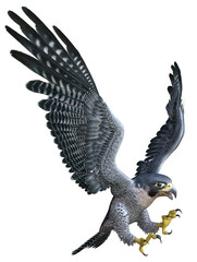 3D rendered flying falcon - 3D Illustration