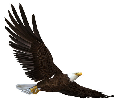 3D rendered flying bald eagle - 3D Illustration