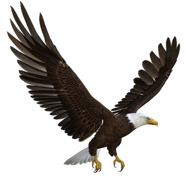 3D rendered flying bald eagle - 3D Illustration