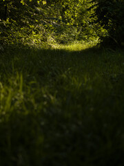 Path in woodland or garden.
