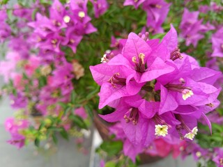 Paper flowers have benefits as ornamental plants to beautify gardens, fences, or terraces, besides having antioxidant, anti-inflammatory, and antimicrobial properties.