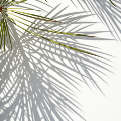 shadow overlay effects,realistic palm leaf shadow on transparent background,Natural shadow of tropical palm branch,mockup of shadow for product presentation, backdrop,Summer sunlight and shadow overla