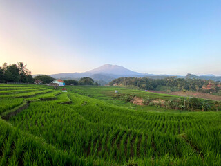 rice terraces in indonesia