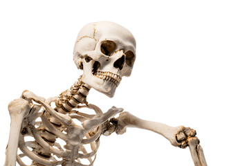 Realistic skeleton props arranged for Halloween display, isolated on white background for spooky decoration.