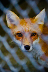 Obraz premium red fox portrait
