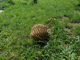  Durio zibethinus or durian fruits on the ground after its falls  under itys tree close-up.musang...