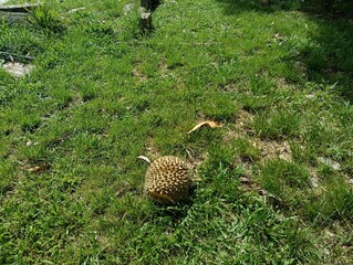 Durio zibethinus or durian fruits on the ground after its falls  under itys tree close-up.musang...