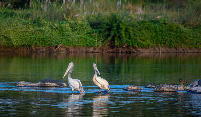 great white pelican