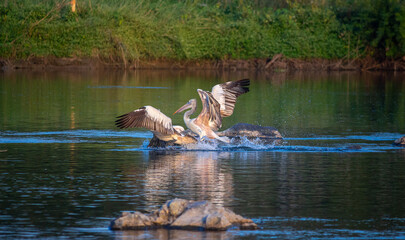 great white pelican