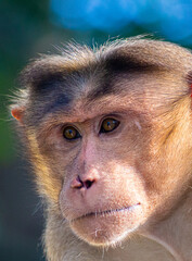 portrait of a monkey