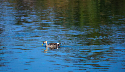 duck on the water