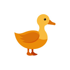  duck-on-white-background-- 