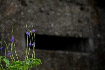 Vibrant purple wildflowers and lush green foliage grow resiliently in the foreground, contrasting...