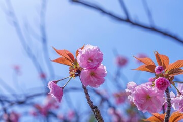 光を浴びて輝く満開のピンクの八重桜