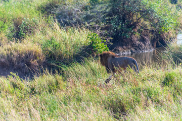 Close encounter with a male lion -Panthera Leo- that is walking across the plains of the Serengeti, Tanzania.