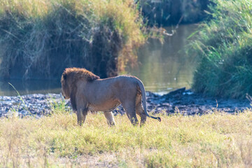 Close encounter with a male lion -Panthera Leo- that is walking across the plains of the Serengeti, Tanzania.