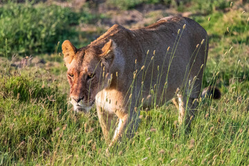 Close encounter with a female lion -Panthera Leo- that is walking across the plains of the Serengeti, Tanzania.