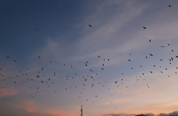 Bats fly in the evening leaving the trees in the middle of Soppeng city, South Sulawesi, Indonesia. Bats live in the trees in the middle of the city.