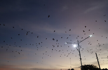 Bats fly in the evening leaving the trees in the middle of Soppeng city, South Sulawesi, Indonesia....