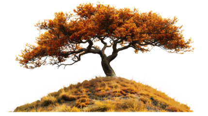 A vibrant tree with orange leaves stands atop a grassy hill isolated on transparent background