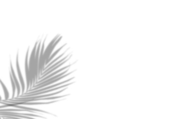 leaf tropical effect shadow transparent background 
