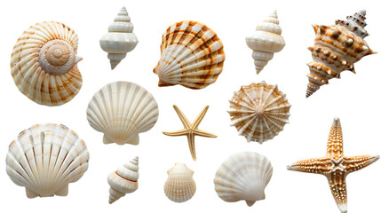 Collection of seashells and starfish isolated on transparent background