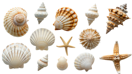 Collection of seashells and starfish isolated on transparent background