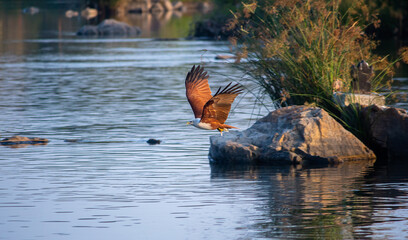heron in flight