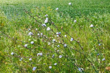 Blue Chicory Flowers Blooming in Sunny Meadow