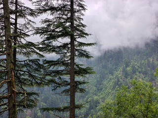 Foggy Pine Forest on Mountain Slope with Misty Green View