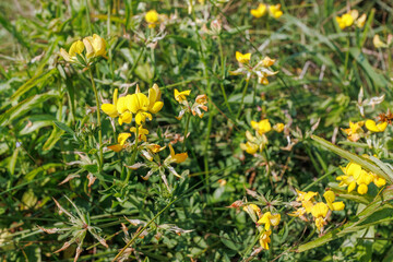 Bird's-foot trefoil flowers in sunny meadow