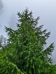 Misty Evergreen Forest Tree with Lush Green Foliage