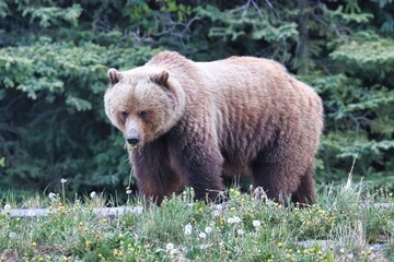 Fototapeta premium Yukon Territories, Canada