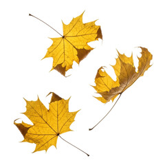 Three yellow maple leaves isolated. Perfect for fall designs, backgrounds, and overlays.
