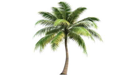 Obraz premium Realistic coconut tree modeled in 3D rendering, background isolated on a Transparent background, PNG file.