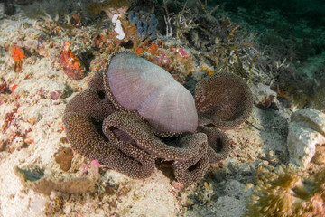 coral in Ticao Island Philippines