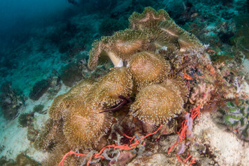 coral in Ticao Island Philippines