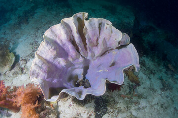 coral in Ticao Island Philippines