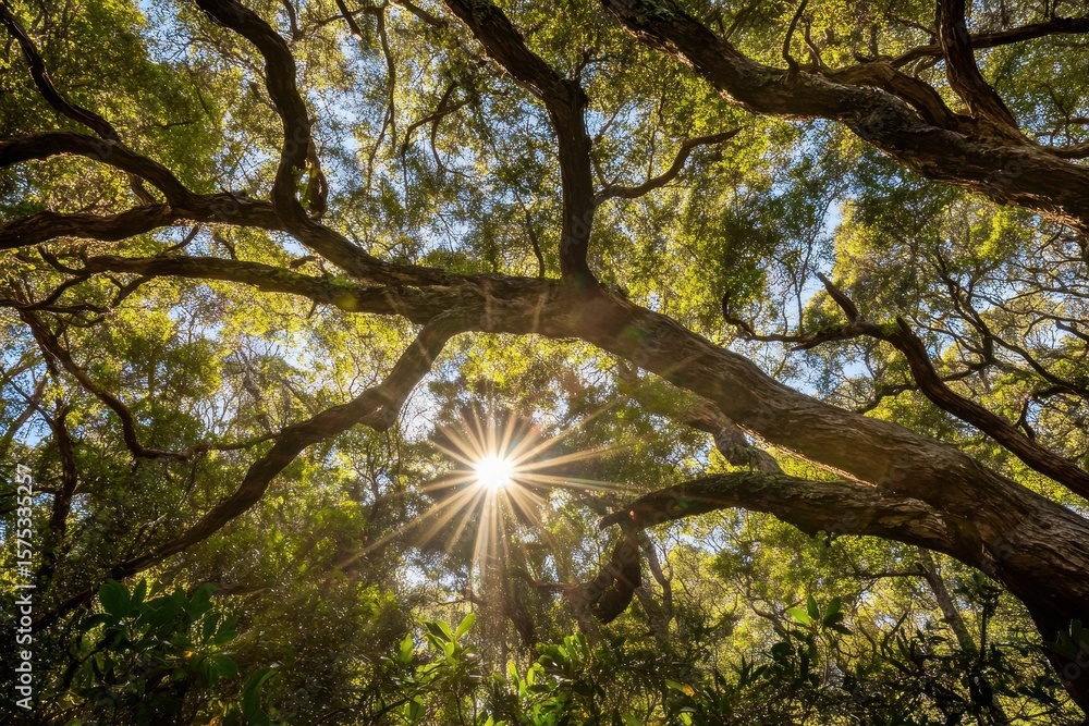 Poster sunshine filters through tropical forest branches creating natural patterns and vibrant light effect