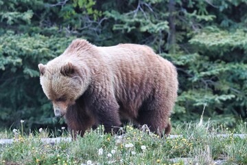 Fototapeta premium Yukon Territories, Canada
