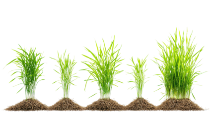 Rice plant at different growth stages background isolated on a Transparent background, PNG file.