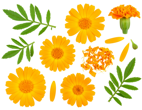 marigold flowers and leaves scrapbooking set png file