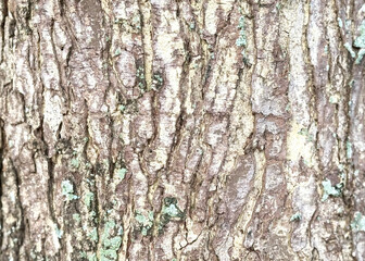 tree bark texture. molded tree bark. close up old tree bark.