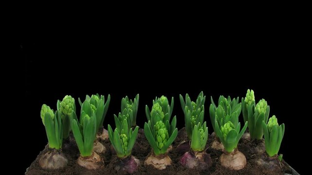 Time lapse of growing and opening white and pink hyacinth flowers with ALPHA channel
