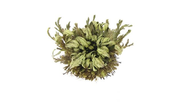 Time lapse of opening Rose of Jericho (Resurrection Plant)