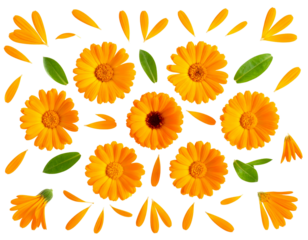 Set of Calendula Petals and Flower Heads in Flat Lay Composition, isolated on a transparent background