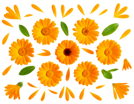 Set of Calendula Petals and Flower Heads in Flat Lay Composition, isolated on a transparent background